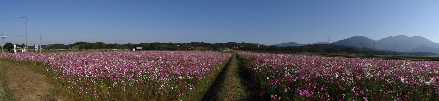 滋賀県蒲生郡日野町西大路のコスモス畑-グリム冒険の森周辺