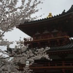 2015-04-01-1332-宇治-平等院-桜34