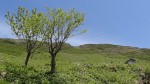 2014-05-18-1103-伊吹山-登山-17