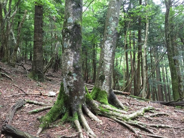 20150620-1121-武奈ヶ岳-登山25