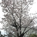 2015-04-04-1834-宇治-平等院-桜16