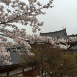 2015-04-01-1357-宇治-平等院-桜41