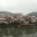 2015-04-01-1423-宇治-平等院-桜61