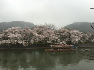 2015-04-01-1423-宇治-平等院-桜61