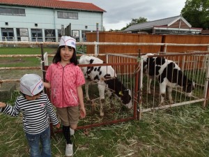 淡路島牧場で牛とたわむれ01