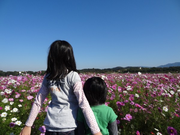 滋賀県蒲生郡日野町-コスモス畑