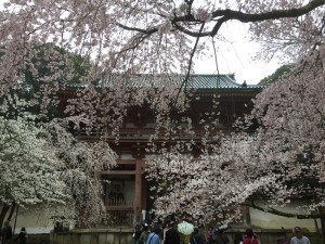 醍醐寺-桜-花見04