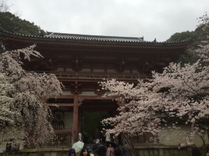 醍醐寺-桜-花見05