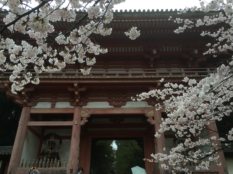 2015年ことしの春は雨ばかり…醍醐の花見を堪能した。