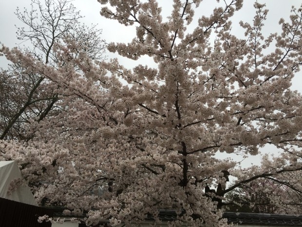 醍醐寺-桜-花見07