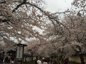 醍醐寺-桜-花見08