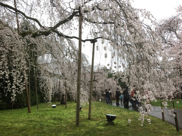 醍醐寺-桜-花見10