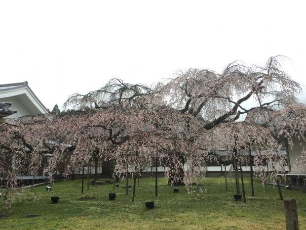 醍醐寺-桜-花見11